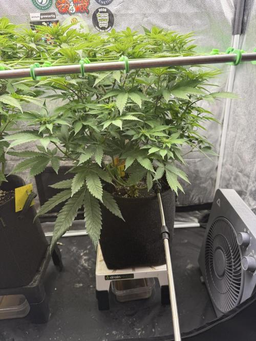 Original Sensible Seeds. Week 12