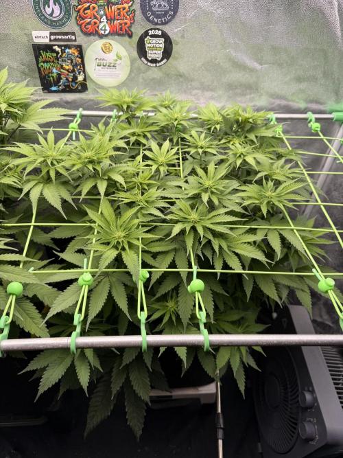 Original Sensible Seeds. Week 12