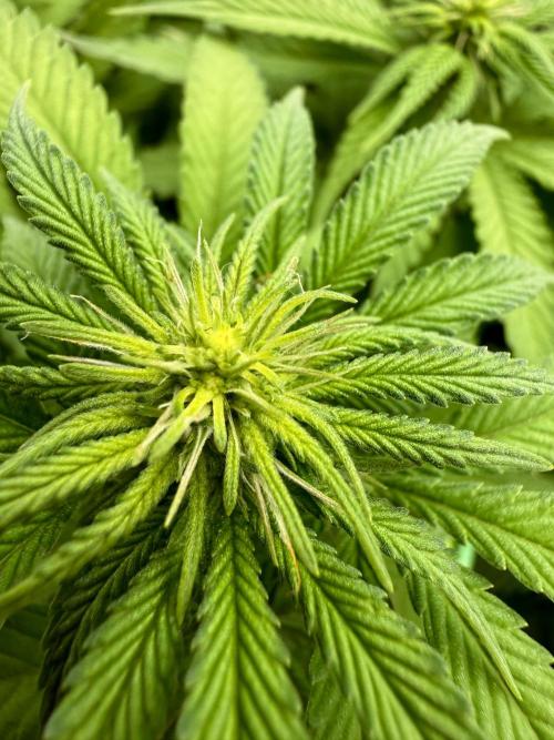 Original Sensible Seeds. Week 12