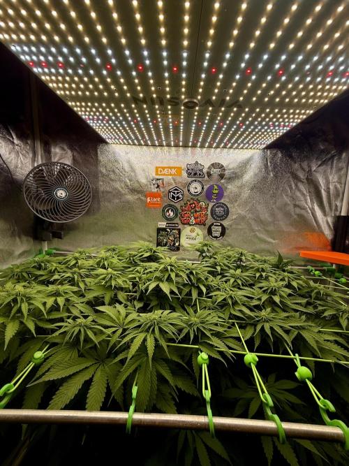 Original Sensible Seeds. Week 12