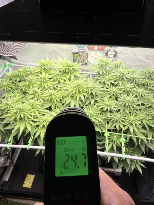 Original Sensible Seeds. Week 13