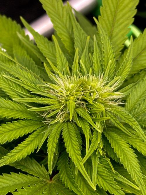 Original Sensible Seeds. Week 13