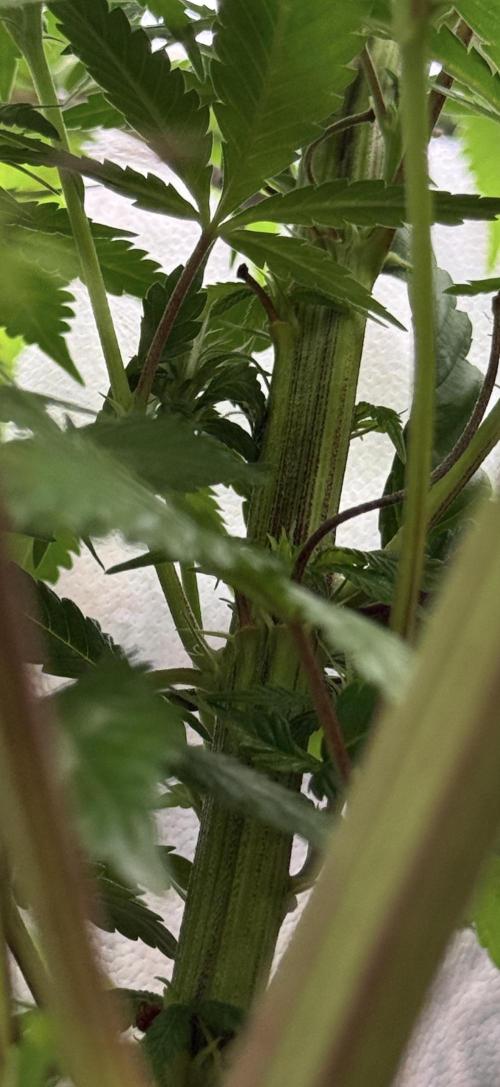 Original Sensible Seeds. Week 13