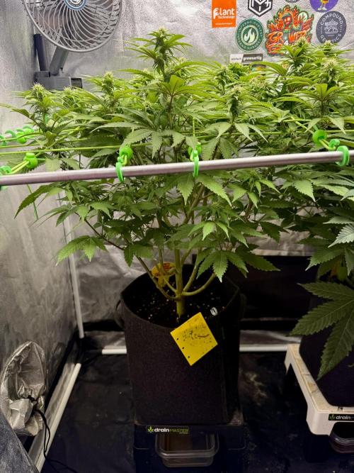 Original Sensible Seeds. Week 13