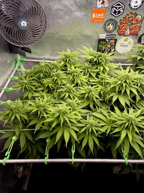 Original Sensible Seeds. Week 13