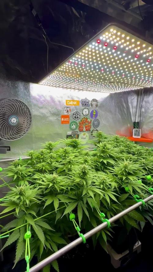 Original Sensible Seeds