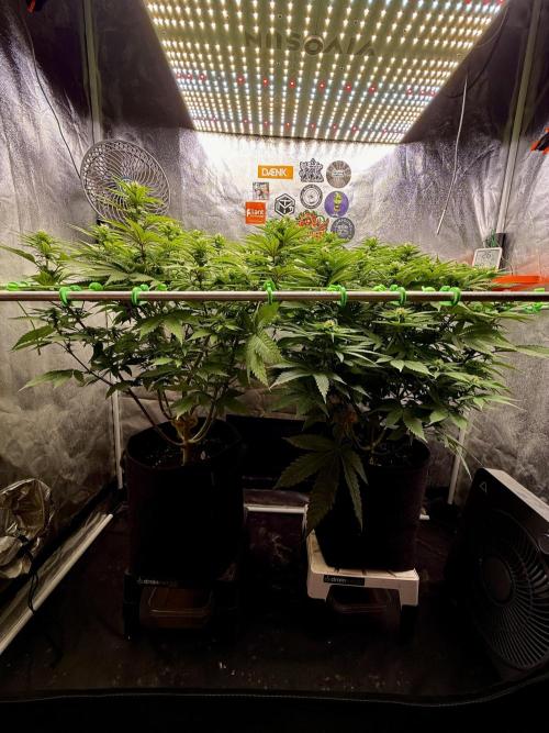 Original Sensible Seeds. Week 13