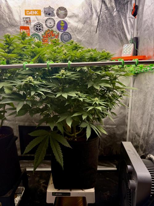 Original Sensible Seeds. Week 13