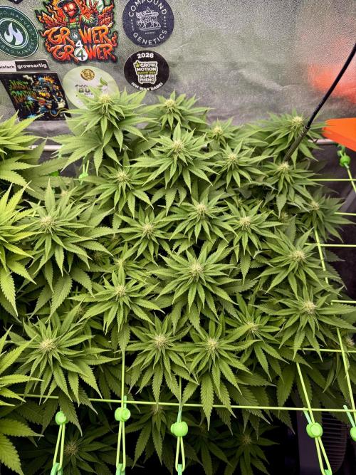Original Sensible Seeds. Week 13