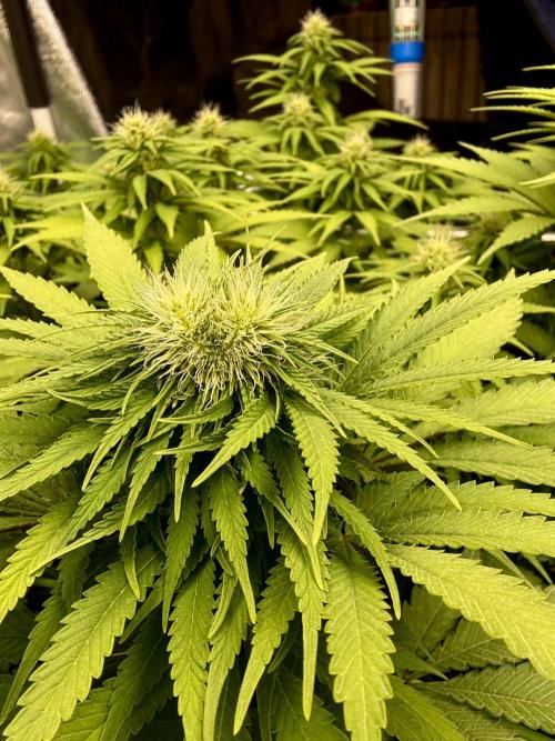 Original Sensible Seeds. Week 14