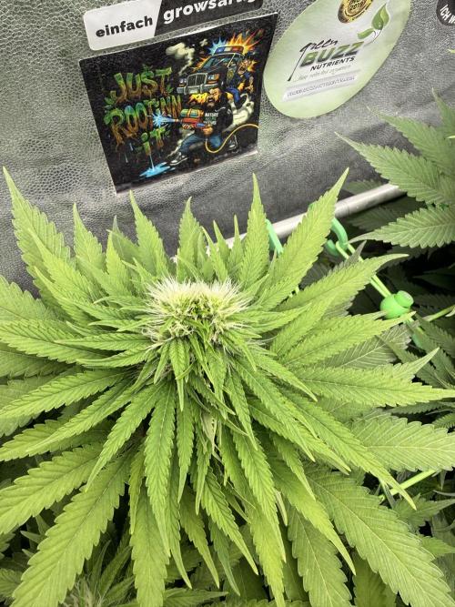 Original Sensible Seeds. Week 14