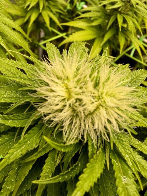 Original Sensible Seeds. Week 14