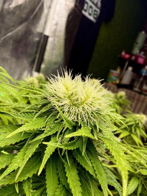 Original Sensible Seeds. Week 14