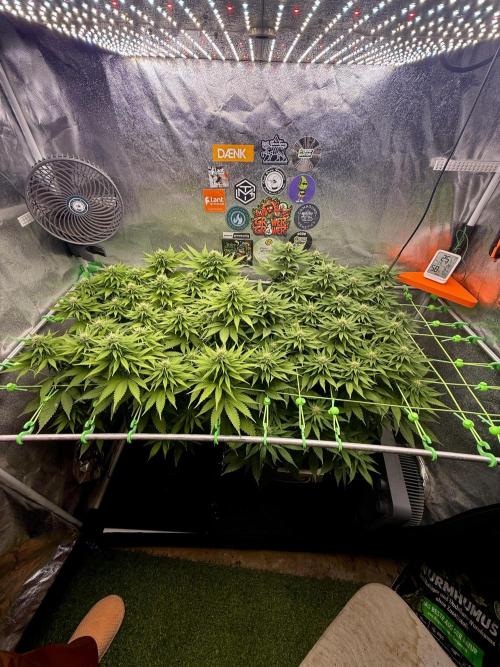 Original Sensible Seeds. Week 14