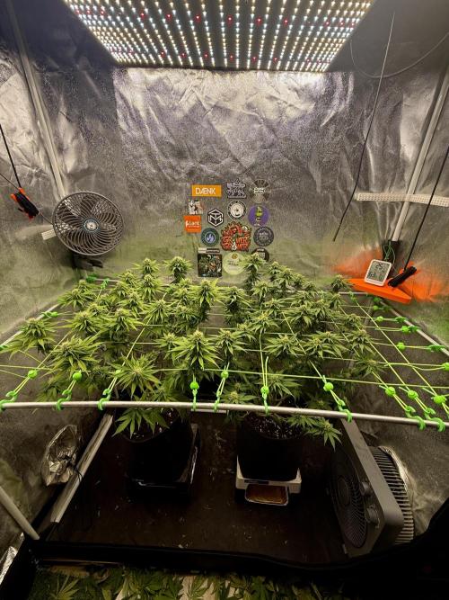 Original Sensible Seeds. Week 14