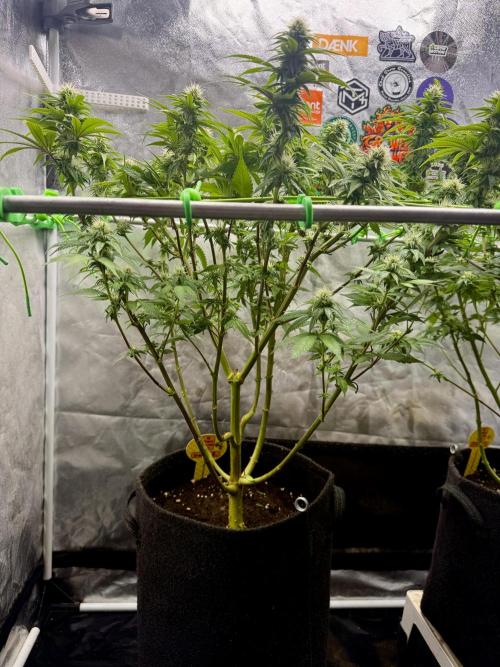 Original Sensible Seeds. Week 14