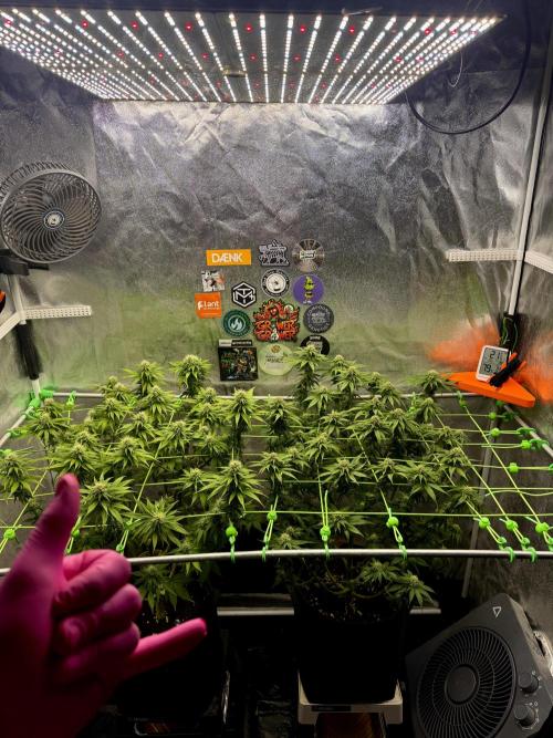 Original Sensible Seeds. Week 14