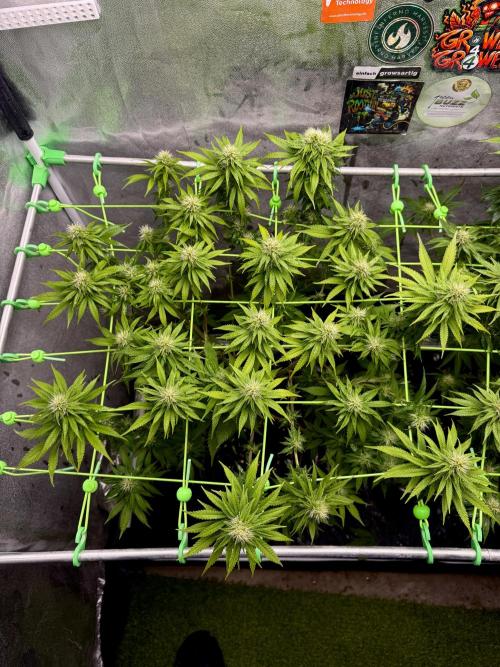 Original Sensible Seeds. Week 14