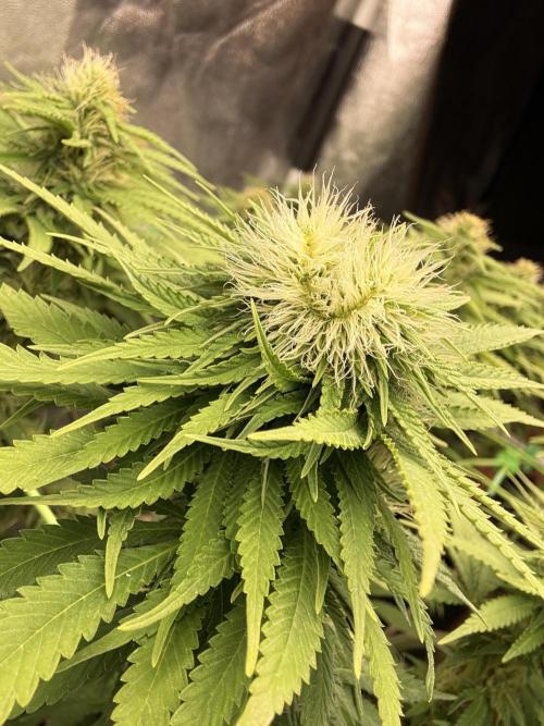Original Sensible Seeds. Week 14