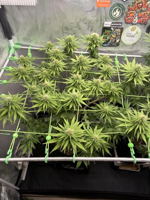 Original Sensible Seeds. Week 14