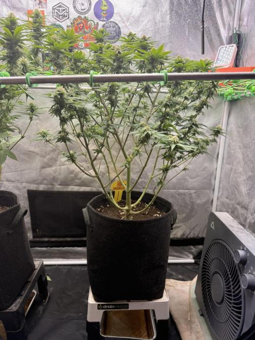 Original Sensible Seeds. Week 14