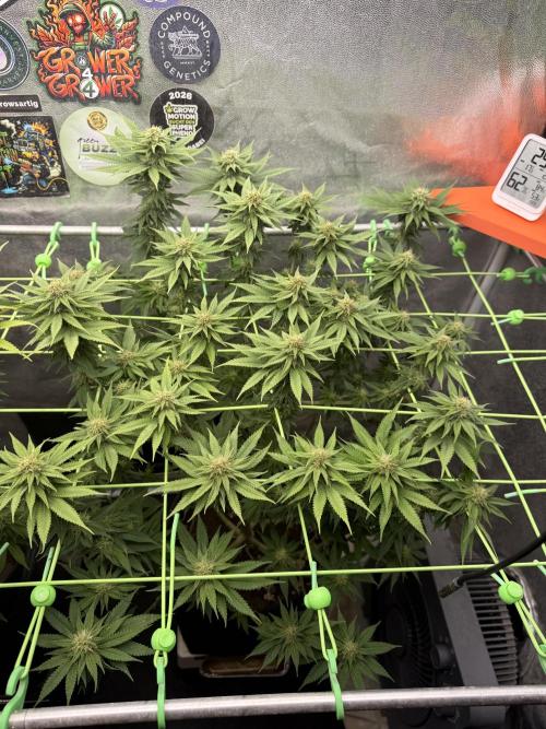 Original Sensible Seeds. Week 14