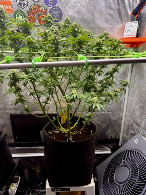 Original Sensible Seeds. Week 14