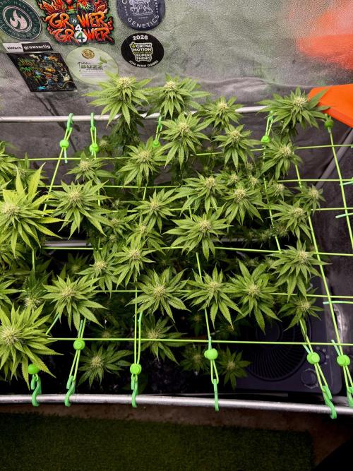 Original Sensible Seeds. Week 14