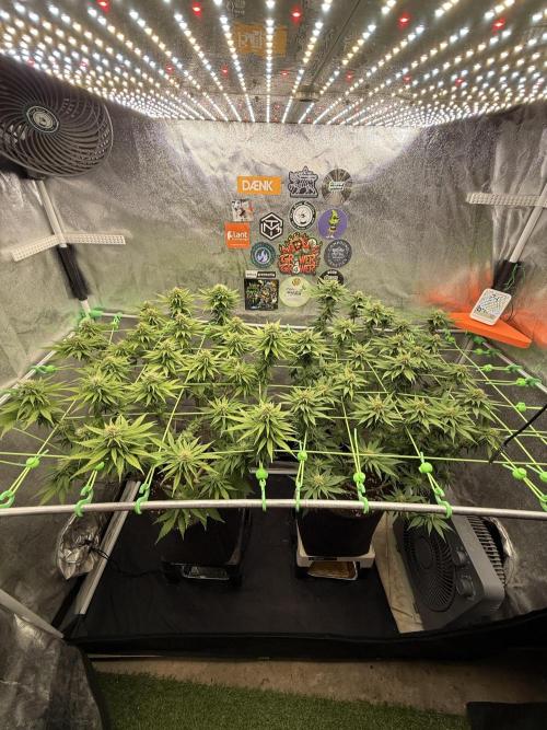 Original Sensible Seeds. Week 14