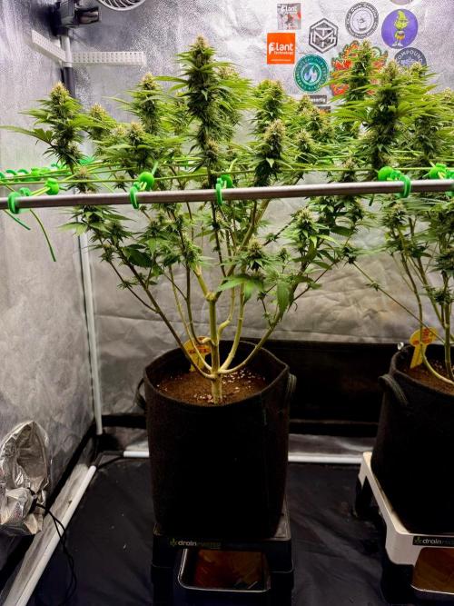 Original Sensible Seeds. Week 15