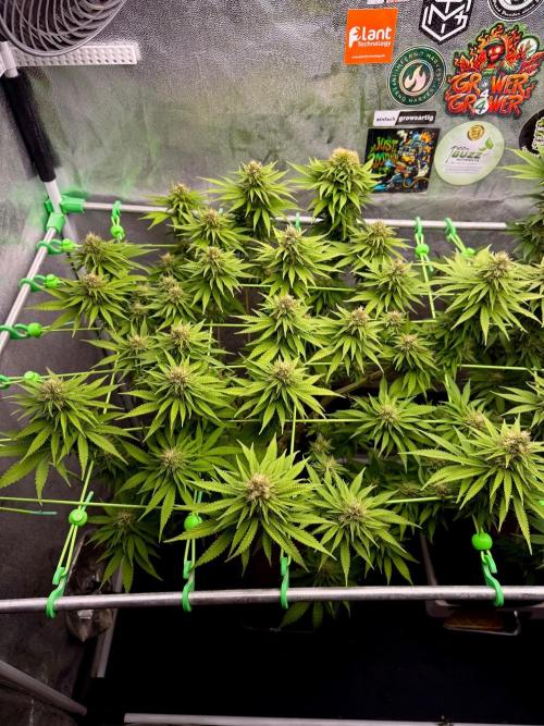 Original Sensible Seeds. Week 15