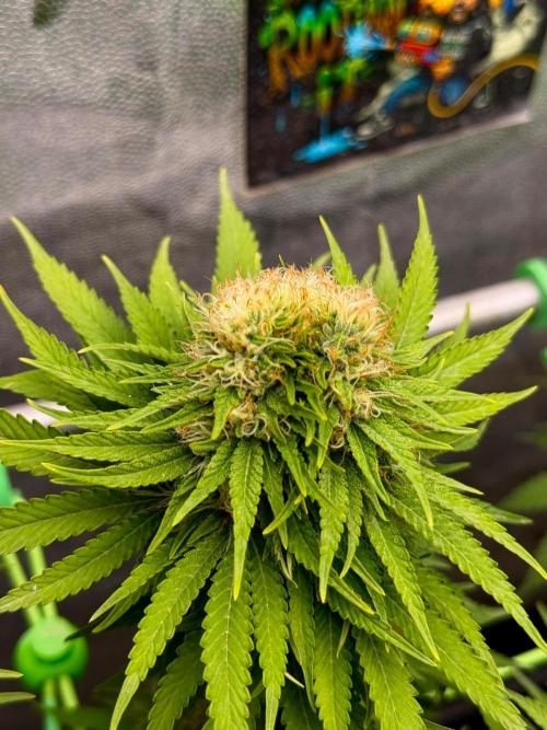 Original Sensible Seeds. Week 15