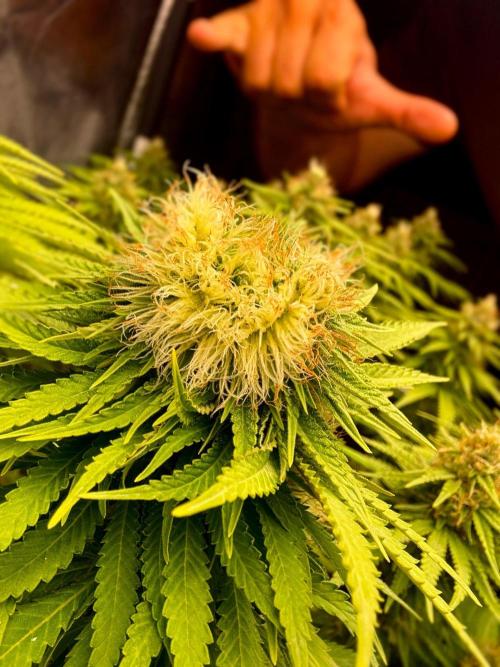 Original Sensible Seeds. Week 15
