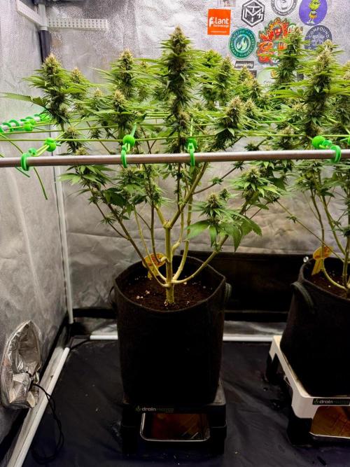 Original Sensible Seeds. Week 15