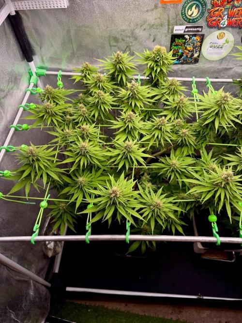 Original Sensible Seeds. Week 15