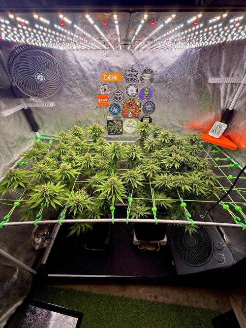 Original Sensible Seeds. Week 15
