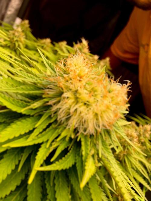 Original Sensible Seeds. Week 15