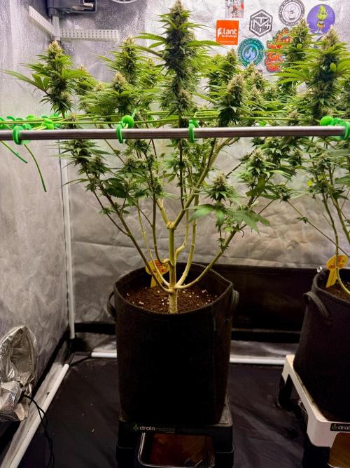 Original Sensible Seeds. Week 15