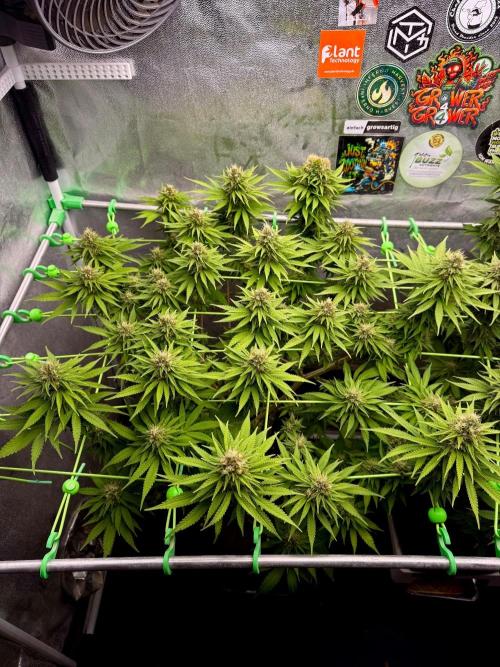 Original Sensible Seeds. Week 15