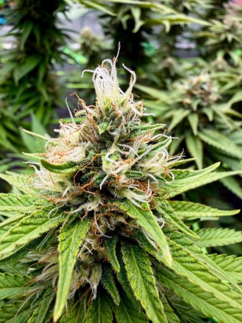 Original Sensible Seeds. Week 15