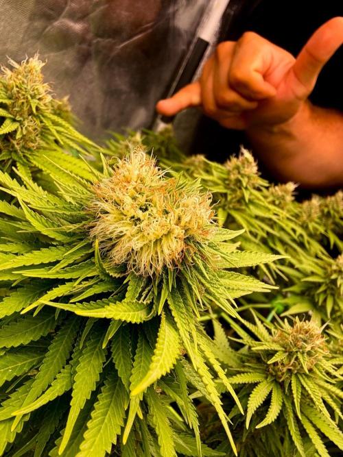Original Sensible Seeds. Week 15