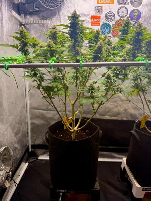 Original Sensible Seeds. Week 15