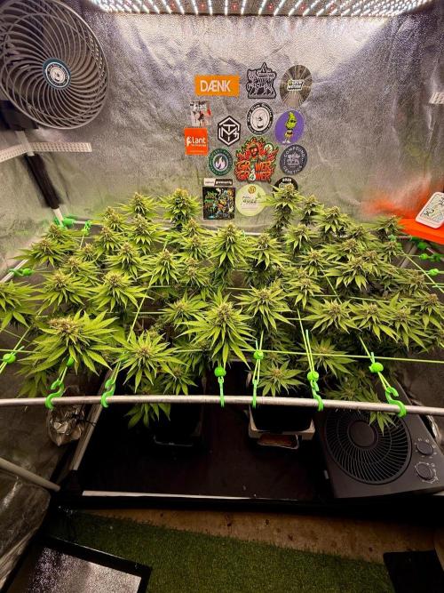 Original Sensible Seeds. Week 15