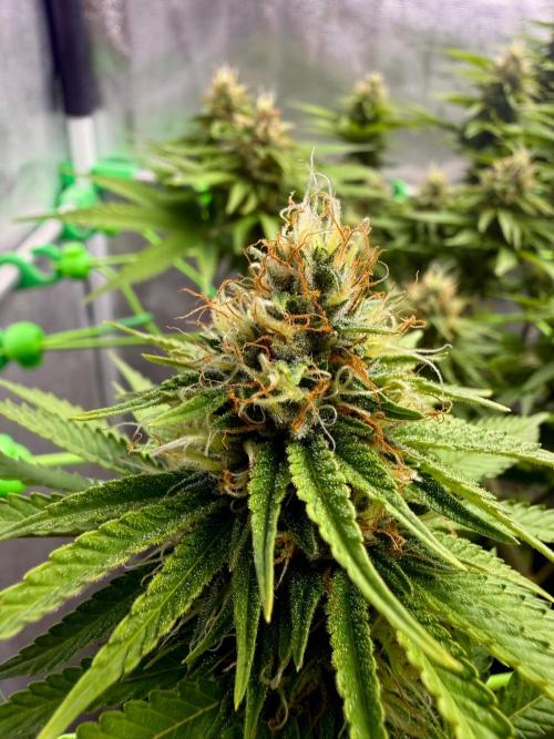 Original Sensible Seeds. Week 15