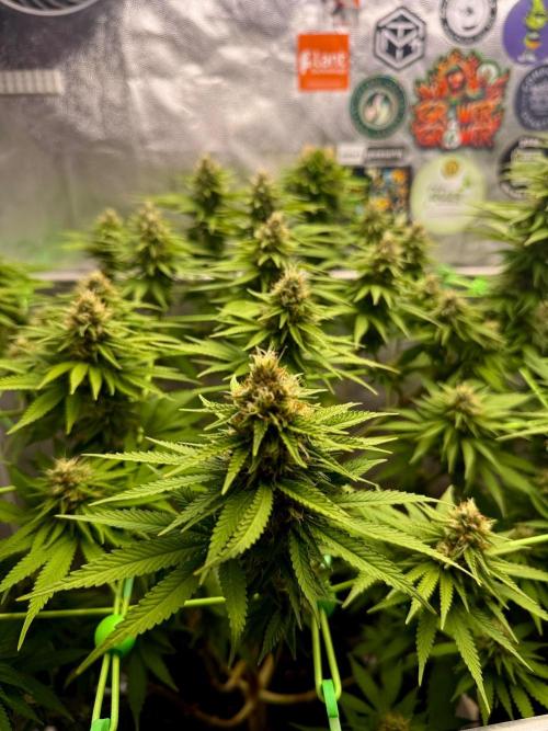 Original Sensible Seeds. Week 15