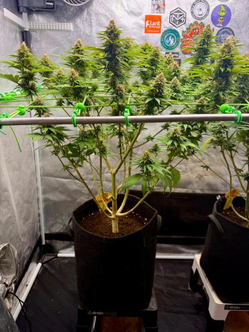 Original Sensible Seeds. Week 15