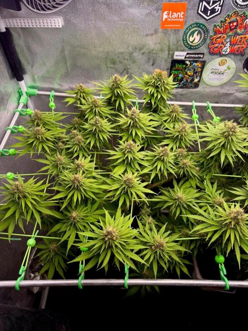 Original Sensible Seeds. Week 15