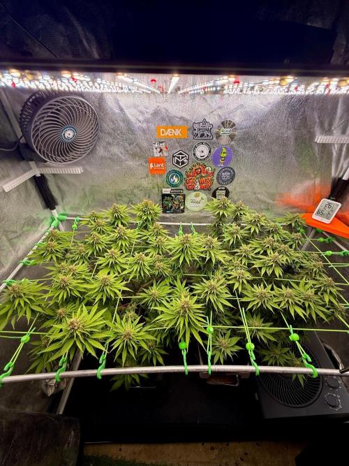 Original Sensible Seeds. Week 15