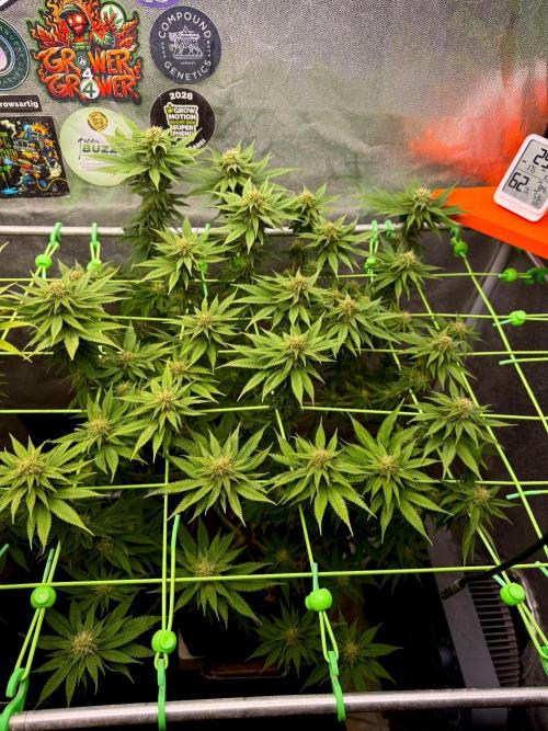Original Sensible Seeds. Week 15