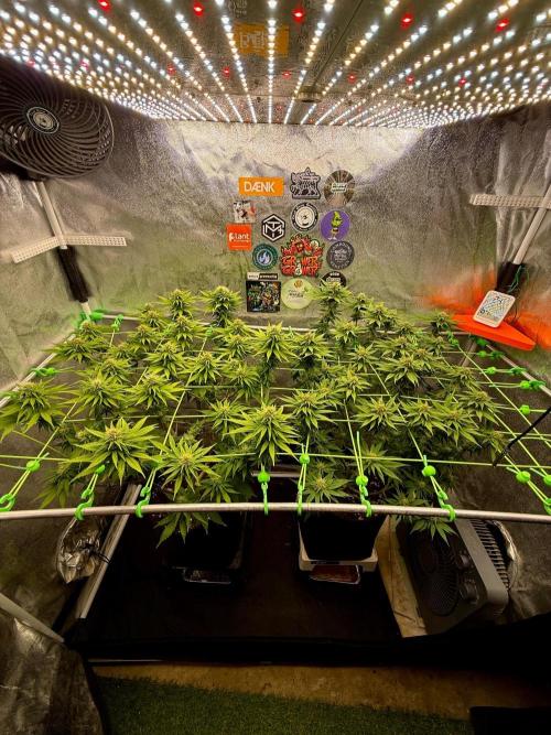 Original Sensible Seeds. Week 15